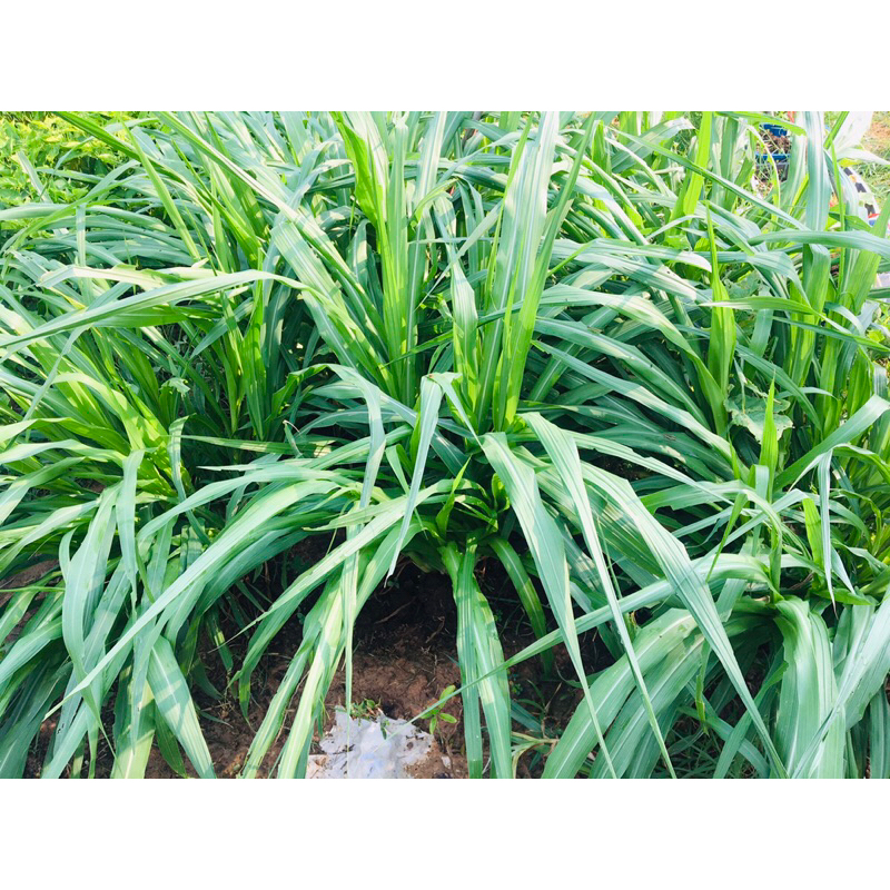 💥หญ้าฮาราฟัสบราซิล1แถม2💥ใบใหญ่เท่าใบอ้อยขายแบบหน่อติดรากรอดร้อยเปอร์เซ็นต์โปรตีนสูงใบใหญ่
