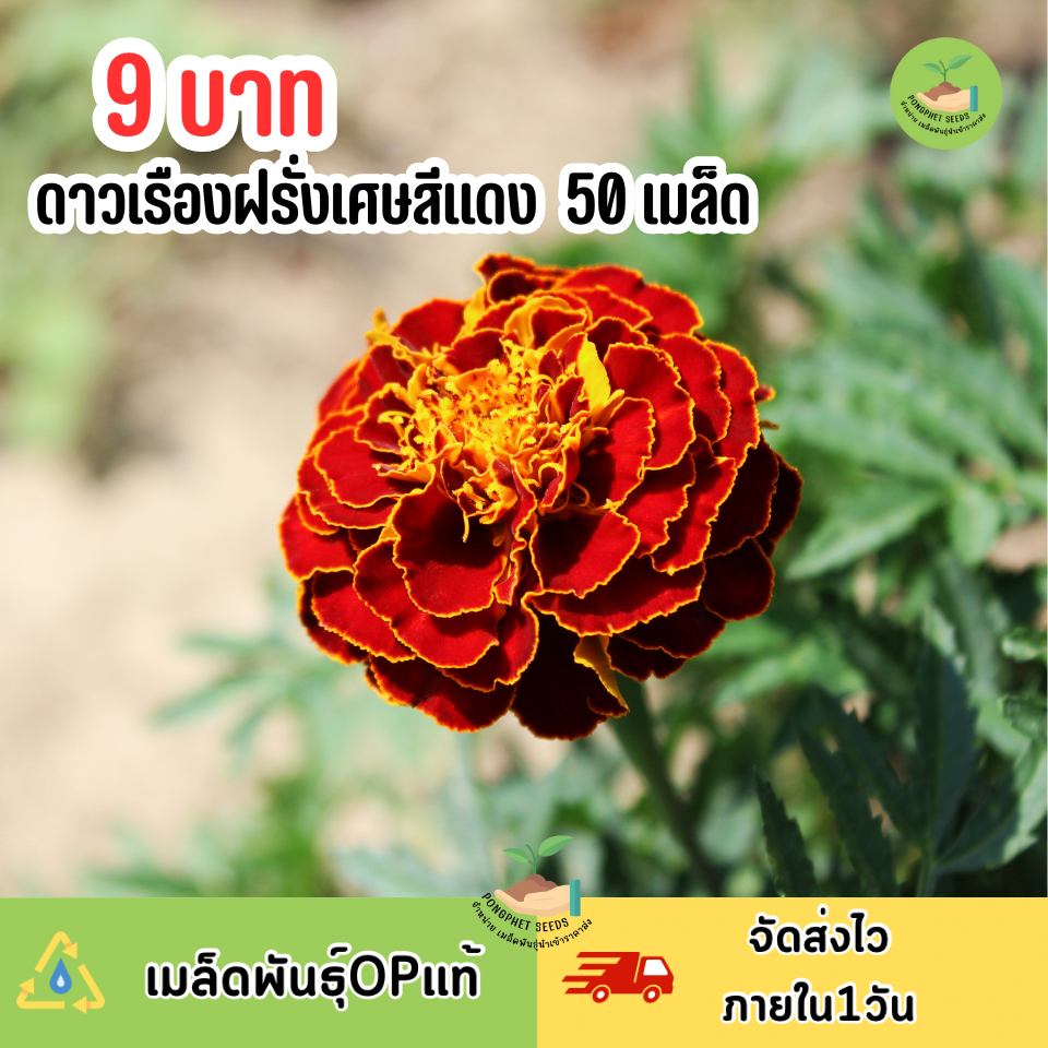 9 บาท เมล็ดพันธุ์ดอกดาวเรืองฝรั่งเศษสีแดง บรรจุ 50 เมล็ด