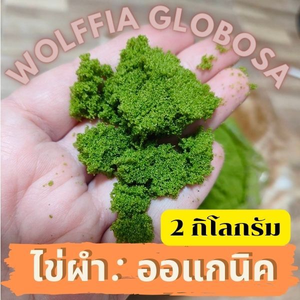 (พร้อมส่ง)ไข่ผำ ปลอดสารพิษ ทำความสะอาด พร้อมรับประทาน 2 กิโลกรัม