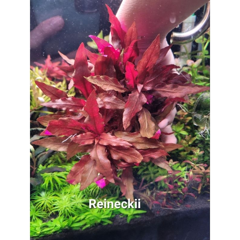 Reineckii ไม้แดง หน้าตู้หรือกลางตู้