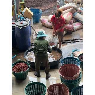 เมล็ดกาแฟคั่ว จอมใจ Jomjai selected yeast process 200 กรัม YAYO COFFEE : Doichang✅คั่วใหม่ ✅ส่งเร็ว✅บดฟรี