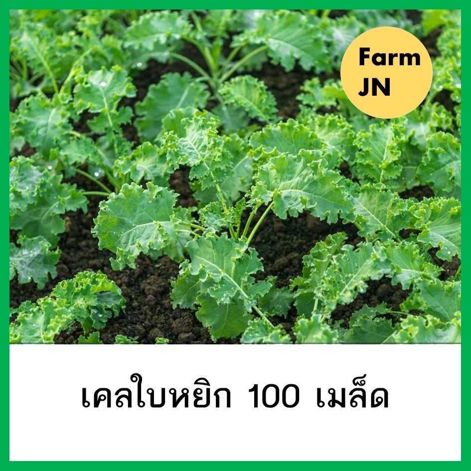 เมล็ดผักสลัดเคลใบหยิก เมล็ดพันธุ์จาก FarmJN