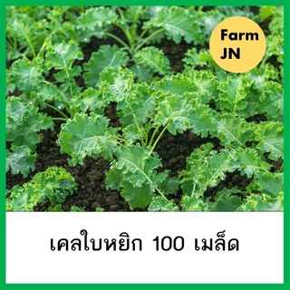 เมล็ดผักสลัดเคลใบหยิก เมล็ดพันธุ์จาก FarmJN
