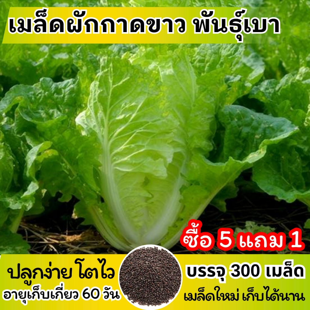 ซื้อ 5 แถม 1 เมล็ดพันธุ์ ผักกาดขาว พันธุ์เบา แบ่งขาย 300 เมล็ด ปลูกง่าย โตไว