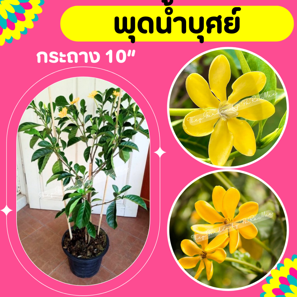 ต้นพุดน้ำบุศย์ กระถาง 10 นิ้ว สูง 40-60 cm.