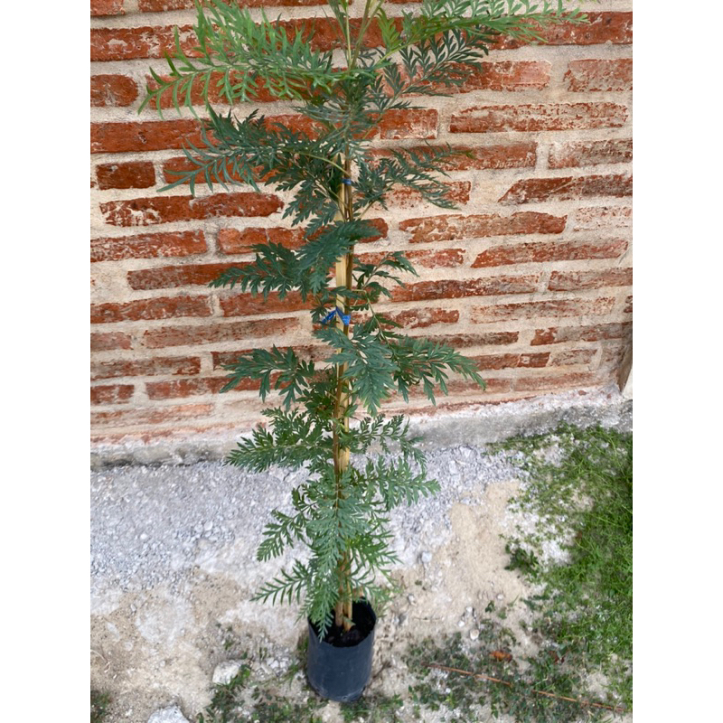 ต้นซิลเวอร์โอ๊ค Silver Oakไม้ฟอกอากาศ/ต้นสูง 80-100 cm