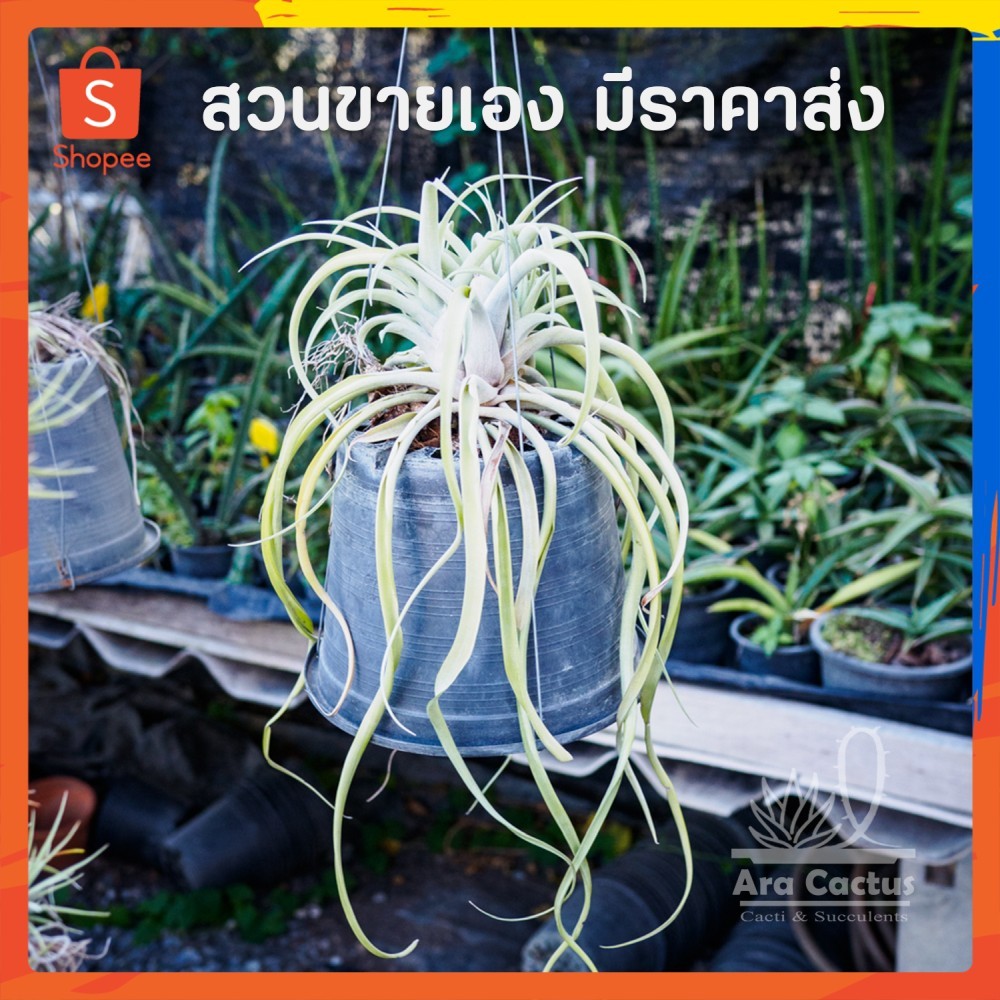 สวนขายเอง! พืชอากาศต้นใหญ่ ทิลแลนเซียยักษ์ Tillandsia riohondoensis ไม่ต้องใช้ดิน ไม้อวบน้ำ ไม่ประดับ ไม้ฟอกอากาศ