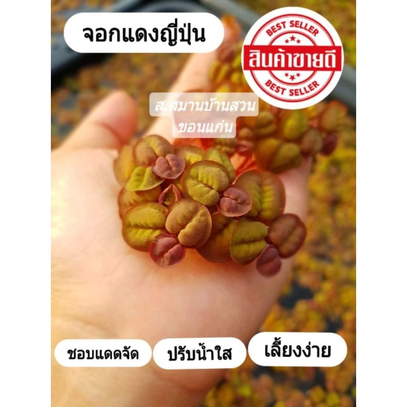 จอกแดงญี่ปุ่นยรรจุ20ช่อ  ปลอดภัยสำหรับกุ้งแคระ และสัตว์น้ำทุกชนิดค่ะ
