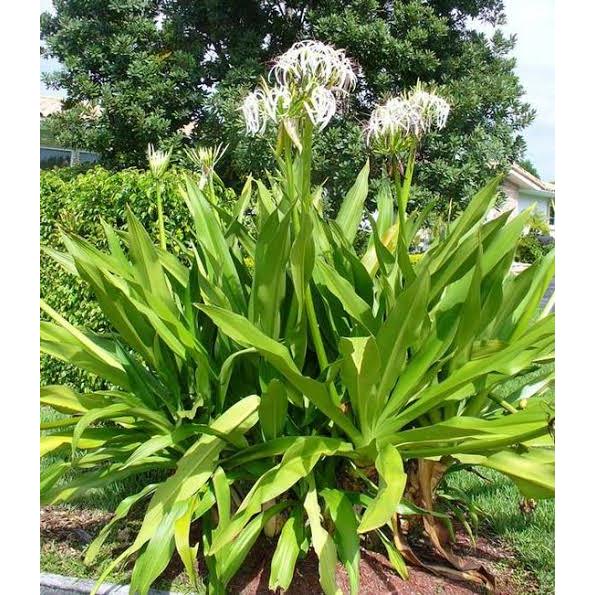ต้นพันธุ์ พลับพลึง ดอกสีขาวมีกลิ่นหอม  พร้อมปลูก ในถุงดำ 29 บาท Cape lily   ใบสวย ใบทำยาได้  สมุนไพร   ลิลัว