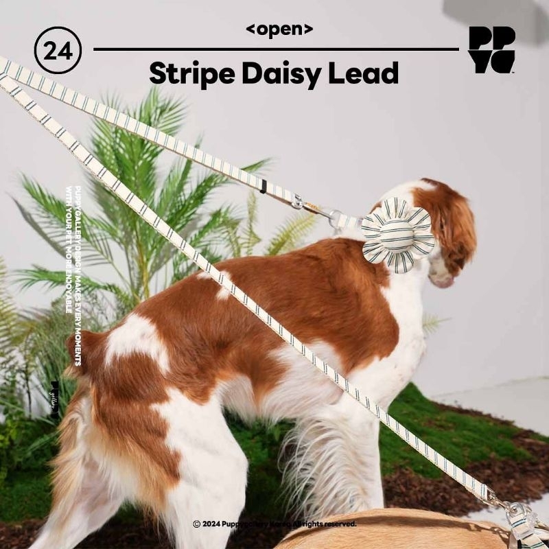 ใหม่! ปลอกคอ และ สายจูง (จำหน่ายแยก) รุ่น Stripe Daisy มี 3สี