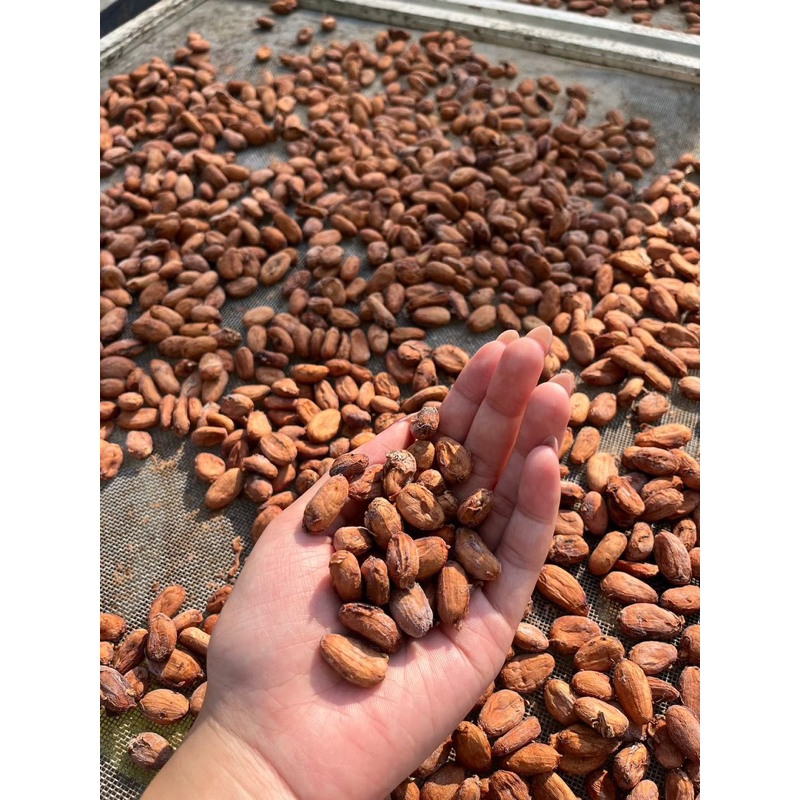 เมล็ดโกโก้แห้ง(Cacao Beans) เมล็ดใหญ่ 1 กิโลกรัม