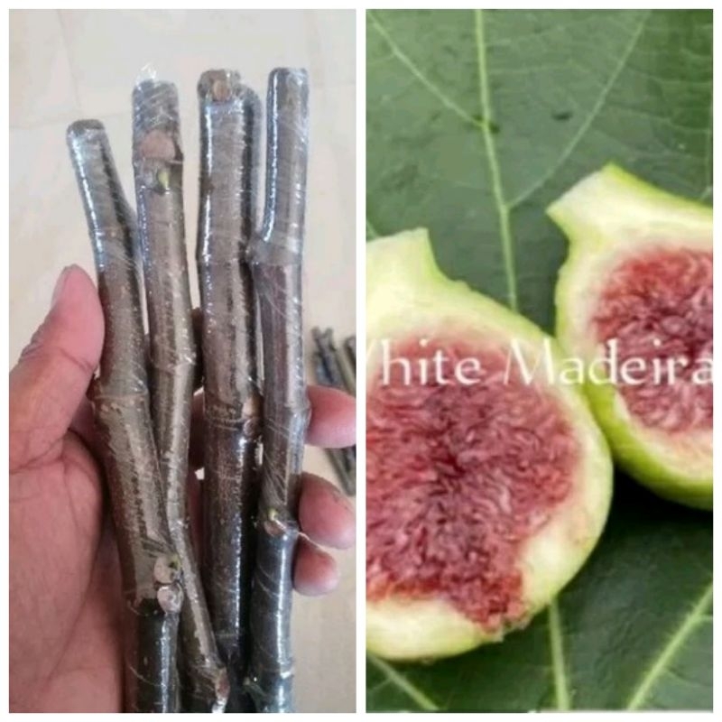 กิ่งสดสำหรับ​ชำ​สายพันธุ์​ White​ Madeira#1​จำนวน4กิ่ง