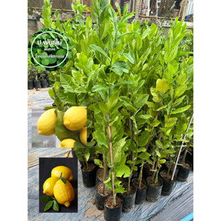 ต้นเลม่อนยูเรก้า ขนาด 40 เซน ต้นมะนาวยูเลก้า ต้นเเข็งแแรง เส…