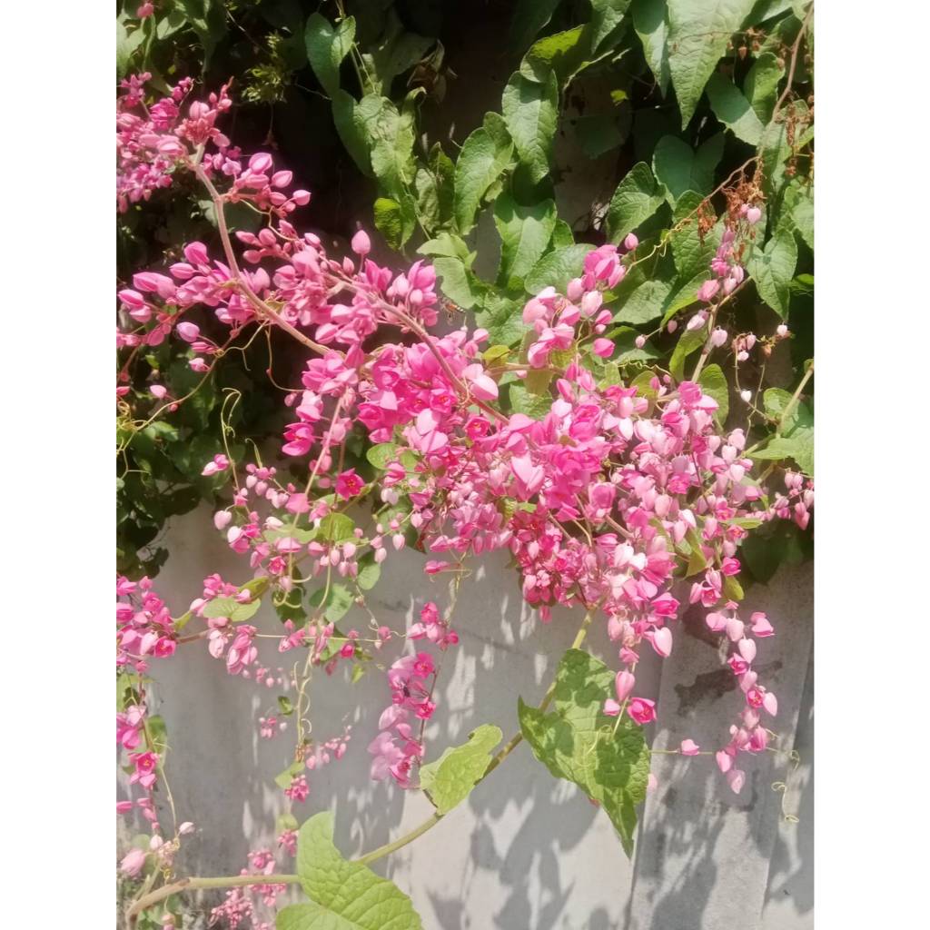 ต้นกล้า พวงชมพู  หรือ ชมพูพวง หงอนนาก  ดอกทานได้ อร่อย ดอกสวย ต้นกล้าละ  29 บาทช่อดอกอ่อนสามารถนำมาชุบแป้งทอดได้