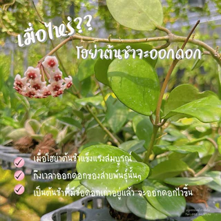 โฮย่าต้นชำ รวมหลากหลายพันธุ์ ราคาสะดวกซื้อ จับจองเป็นเจ้าของได้ง่ายขึ้น🌼🌺🌸