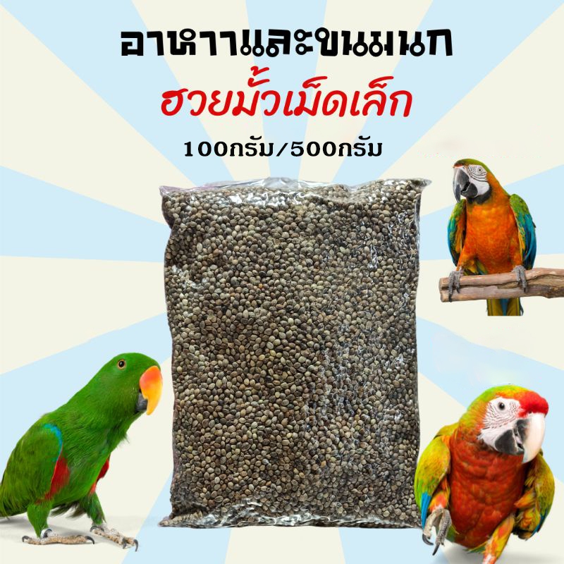 อาหารฝึกนก  เมล็ดฮวยมั้ว ฮวยมั่วเม็ด  อาหารนก อาหารฝึกนก เนื้อแน่น ไม่ฝ่อ เมล็ดสวย เมล็ดไม่แห้ง 100g