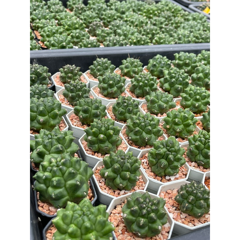 ยิมโนมอนส์ Gymnocalycium Monst
