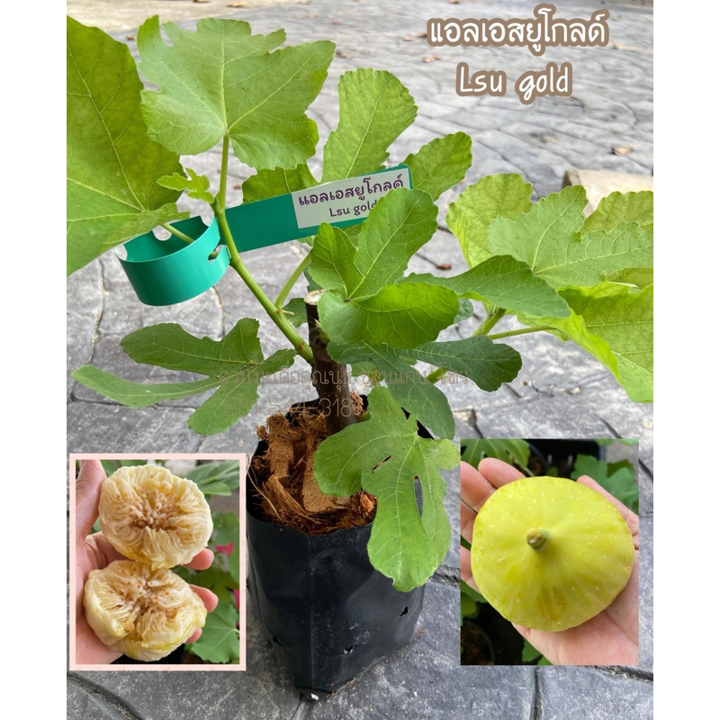 ต้นมะเดื่อฝรั่ง แอลเอสยูโกลด์ รุ่นเล็ก/Lsu gold figs tree