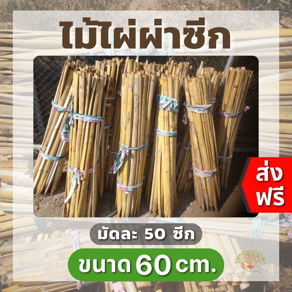 (ส่งฟรี)ไม้ไผ่ผ่าซีก 60 cm. (มี 50 ซีก/มัด) หลักดามต้นไม้ ส่งจากเชียงราย ใช้เวลาจัดส่ง 5-7 วัน