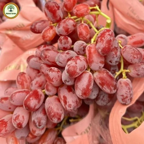 องุ่นแดงคริมสันออสเตรเลีย อันโด่งดังมีรสชาติหวาน, กรอบเป็นพิเศษ ต้นกล้าสูง 60-80 ซม - รูปที่ 2