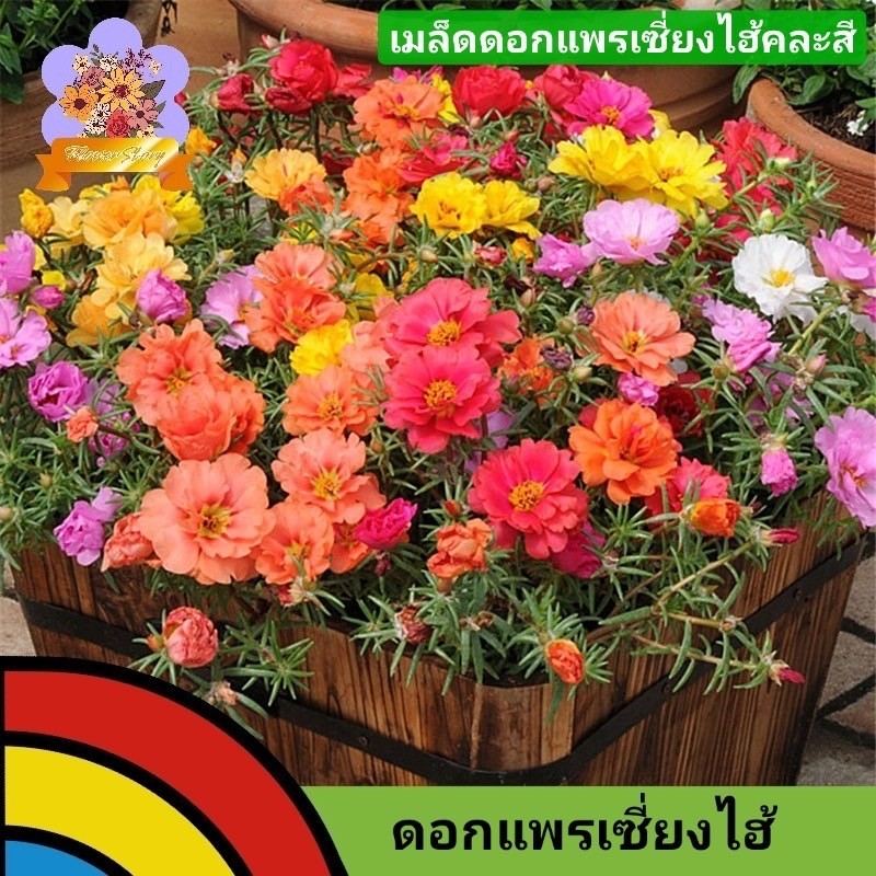 โปรส่งฟรีฯ เมล็ดดอกแพร เซี่ยงไฮ้คละสี 10000 เมล็ด เมล็ดพันธุ์ไม้สวยงามสีสันสดใส เมล็ดนำเข้าจากต่างประเทศ รับประกันการงอก