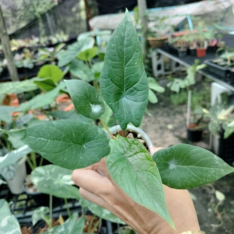 alocasia scalprum อโลคาเซียสคอบั้ม ลักษณะหน้าใบยาว เส้นกระดูกชัดสวยมาก