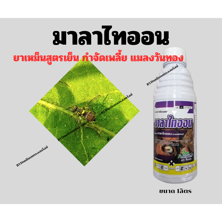 มาลาไทออน ขนาด1ลิตร  สารมาลาไทออน 83%EC(สูตรเย็น) ยาเหม็นกำจัดเพลี้ย หนอน และไล่สัตว์รบกวนในแปลงพืชปลูก ราคา ถูกที่สุด ดีลบีเคเค แกลเลอรีภาพที่ 3
