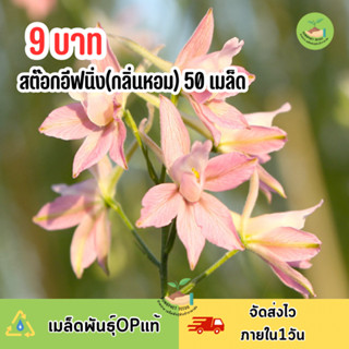 9บาท สต๊อกอิฟนิ่ง(ดอกไม้มีกลิ่นหอม) 50 เมล็ด