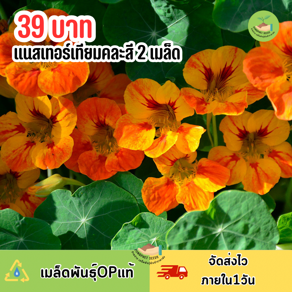 9บาท แนสเทอร์เทียมคละสี 2 เมล็ด