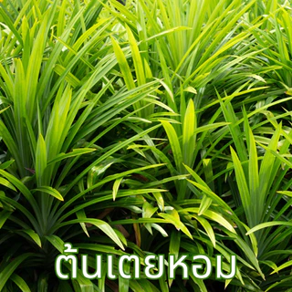 ชาใบเตยหอม ตราไร่กฤติยา (Pandan Tea) กลิ่นหอม ดื่มง่าย