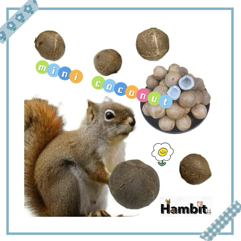 Hambit. ขนมกระรอก มะพร้าวจิ๋ว อาหารชูการ์ไกรเดอร์ อาหารกระรอก แฮมเตอร์