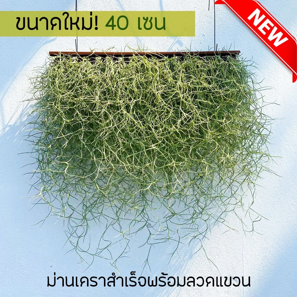ม่านเคราฤาษีสำเร็จพร้อมแขวน หนวดฤาษี มอสสเปน (Spanish Moss) กว้าง40เซน ไม้แขวนบังแดด ไม้ฟอกอากาศ