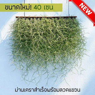 ม่านเคราฤาษีสำเร็จพร้อมแขวน หนวดฤาษี มอสสเปน (Spanish Moss) กว้าง40เซน ไม้แขวนบังแดด ไม้ฟอกอากาศ