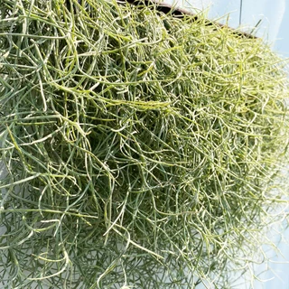 ม่านเคราฤาษีสำเร็จพร้อมแขวน หนวดฤาษี มอสสเปน (Spanish Moss) กว้าง40เซน ไม้แขวนบังแดด ไม้ฟอกอากาศ