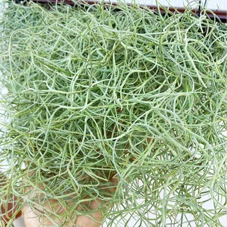 ม่านเคราฤาษีสำเร็จพร้อมแขวน หนวดฤาษี มอสสเปน (Spanish Moss) กว้าง40เซน ไม้แขวนบังแดด ไม้ฟอกอากาศ