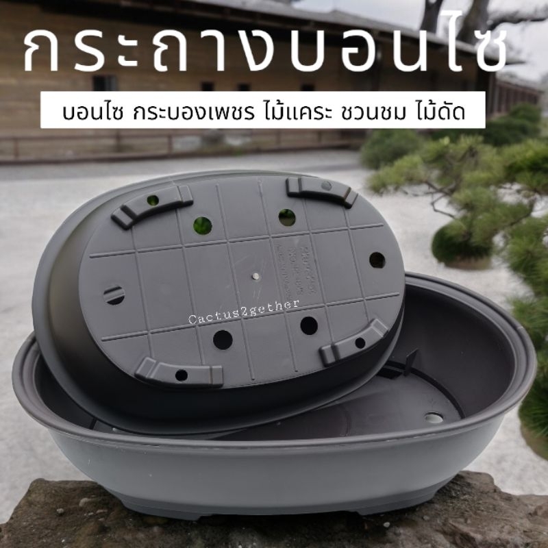 ถาดบอนไซ(วงรี) ถาดชวนชม/ไม้แคระ