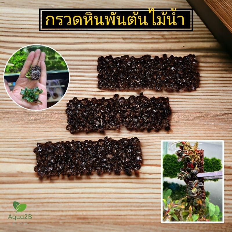 แผ่นหินพันต้นไม้น้ำ อนูเบียส บูเซป เฟิร์น anubias bucep รากสามารถทะลุแผ่นหินได้