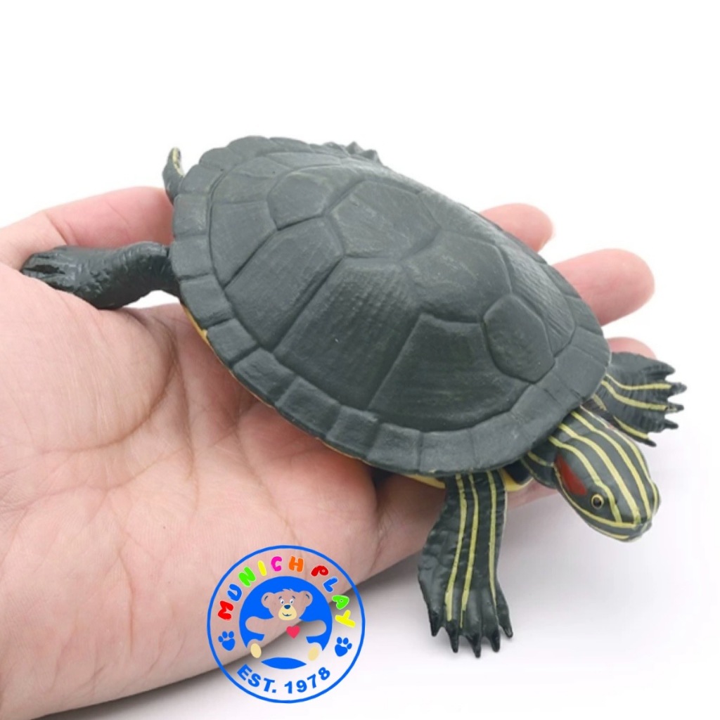 Munich Play - เต่า นา บก เขียว ขนาด 14.00 CM (จากหาดใหญ่)