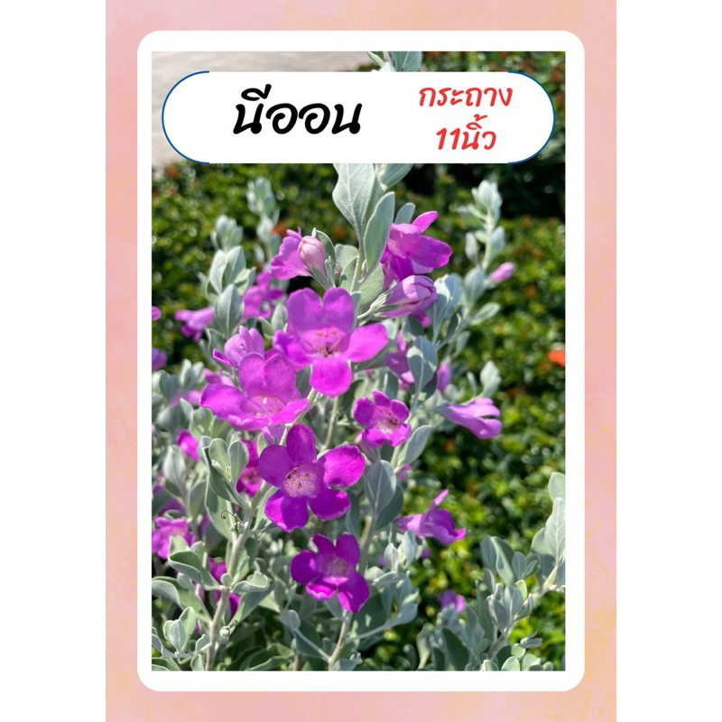 ต้นนีออน ใบเงิน ดอกสีม่วง เลี้ยงง่าย ทนแดด กระถาง11นิ้ว