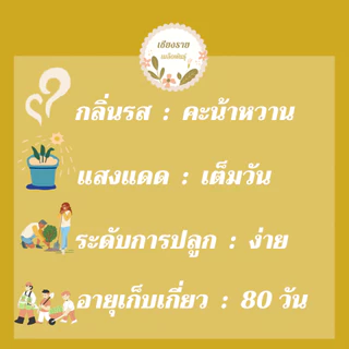 เมล็ดพันธุ์ คะน้าเคลใบหงิก 80 เมล็ด Brassica oleracea var acep เมล็ดพันธุ์แท้ นำเข้าจากต่างประเทศ