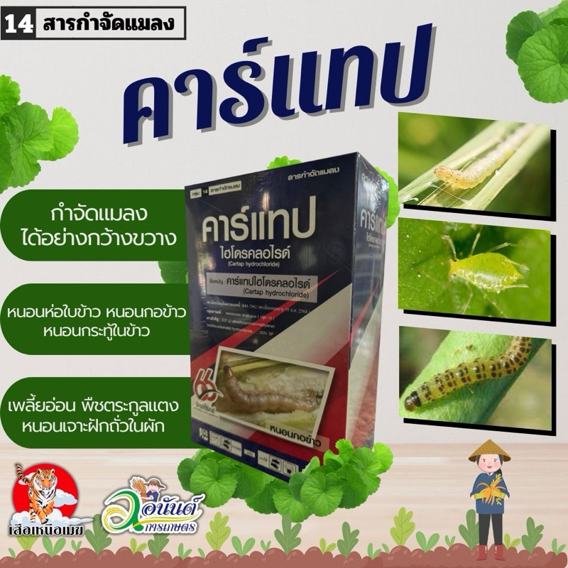 คาร์แทป 66 ไฮโดรคลอไรด์ 50%SP ขนาด 1 กก หนอนทุกชนิด เพลี้ยอ่อน หนอนเจาะ แมลงบินต่างๆ ด้วงหมัดผัก