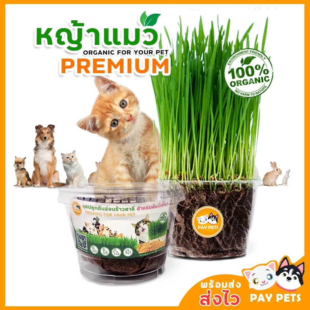 ชุดปลูกหญ้าแมว กระปุกใสx1 Cat Grass ชุดพร้อมปลูก ขับก้อนขน หญ้าแมว หญ้าหมา หญ้ากระต่าย หญ้าแฮมเตอร์