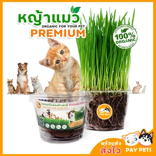 ชุดปลูกหญ้าแมว กระปุกใสx1 Cat Grass ชุดพร้อมปลูก ขับก้อนขน หญ้าแมว หญ้าหมา หญ้ากระต่าย หญ้าแฮมเตอร์