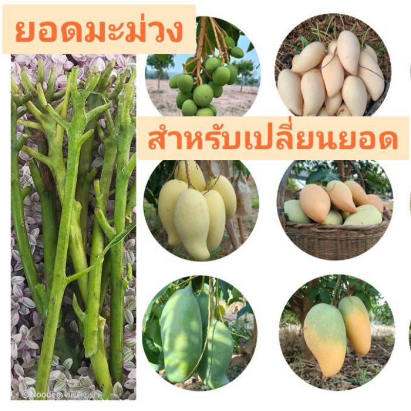 ยอดมะม่วง ยอดพันธุ์มะม่วง ตัดสด  1 ยอด สำหรับนำไปเสียบยอด มีหลากหลายสายพันธุ์ เลือกสายพันธุ์ที่ต้องการได้เลยค่ะ