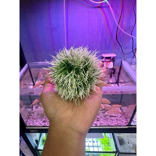 ต้นไม้เทียมตกแต่งตู้ปลา ต้นไม้ปลอมเพิ่มความสวยงาม ไม่ต้องดูแล สำหรับตู้กุ้ง ตู้ไม้น้ำ ปลอดภัยกับสัตว์น้ำทุกชนิด