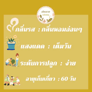 เมล็ดพันธุ์ ดอกดาห์ลเบิร์ก เดซี่สีเหลือง 30 เมล็ด Dahlberg Daisy เมล็ดพันธุ์แท้ นำเข้าจากต่างประเทศ