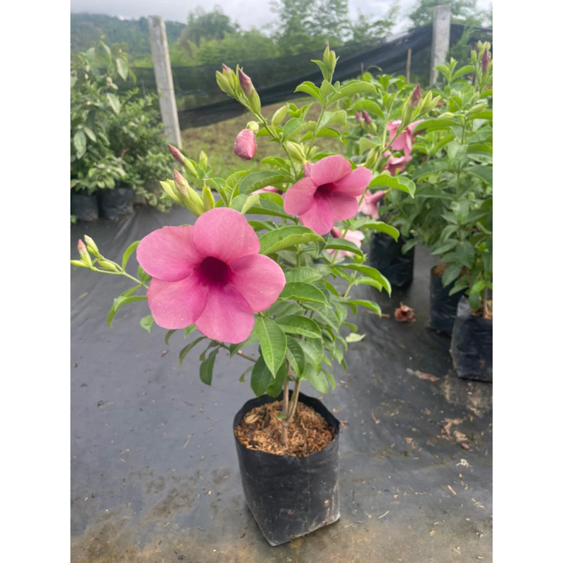 ต้นบานบุรีดอกสีม่วง ออกดอกตลอดปี