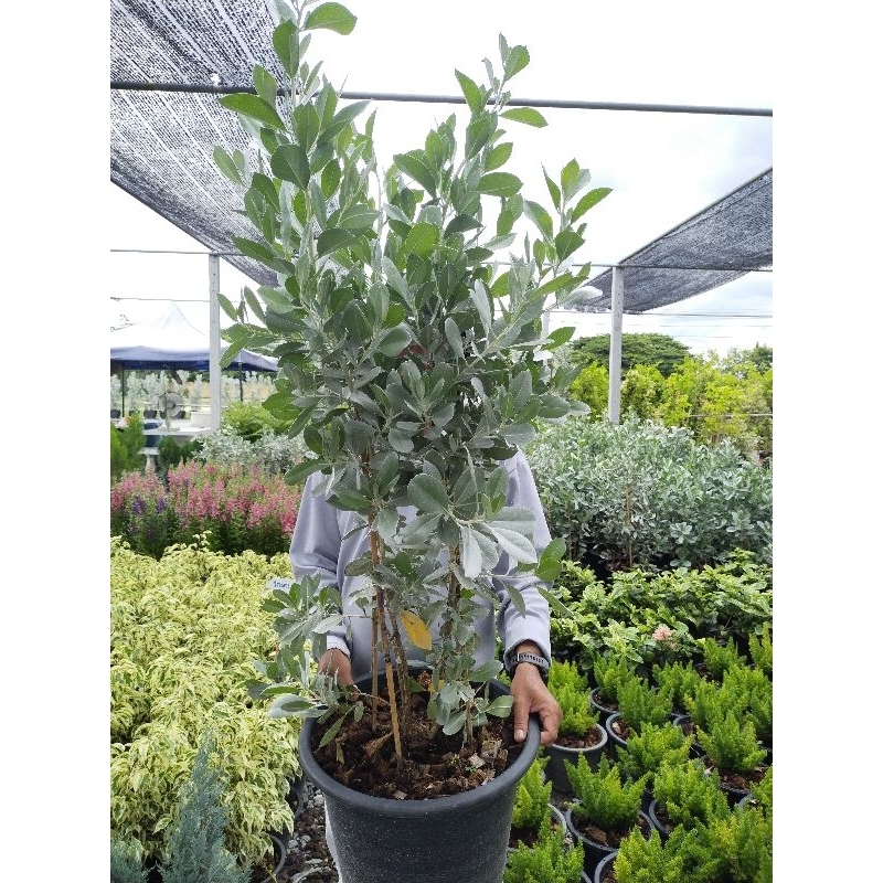 กระดุมไม้ใบเงิน Silver Leaved Buttonwood กระถาง15 นิ้ว