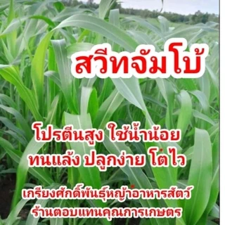 #เมล็ดหญ้าสวีทจัมโบ้ เมล็ดใหม่ปี68. #หญ้าสวีทจัมโบ้ เกรียงศักดิ์เมล็ดและท่อนพันธุ์หญ้าอาหารสัตว์