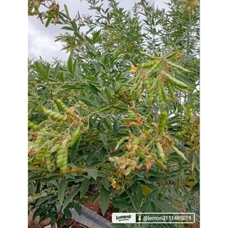 เมล็ดพันธุ์ถั่วมะเเฮะเขียวถั่วแระเขียว300เมล็ด 39บาทซื้อ 2 แถม 1